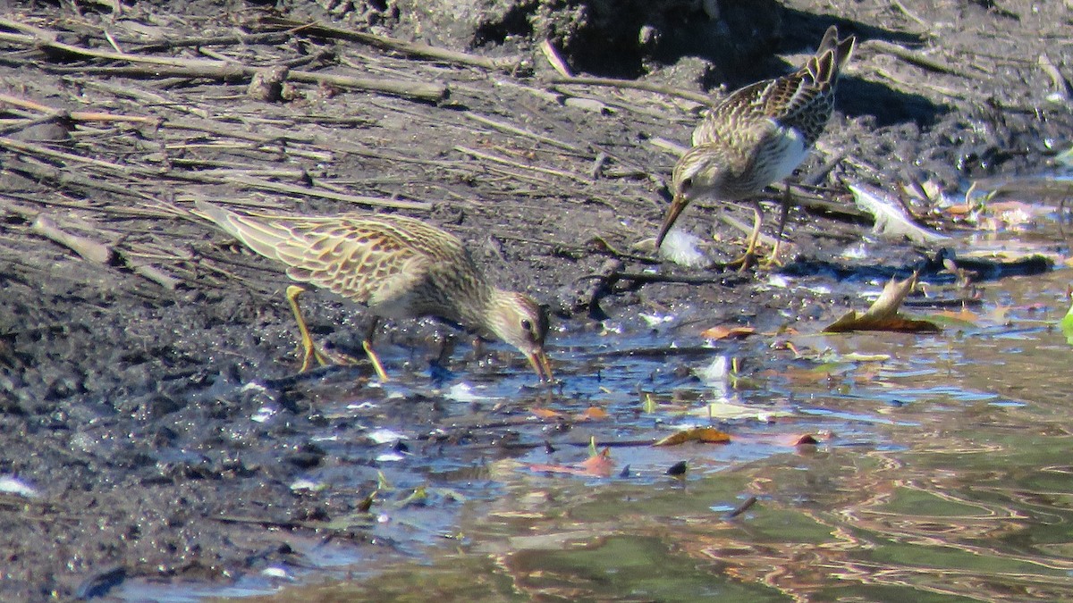 Pectoral Sandpiper - Rick Robinson