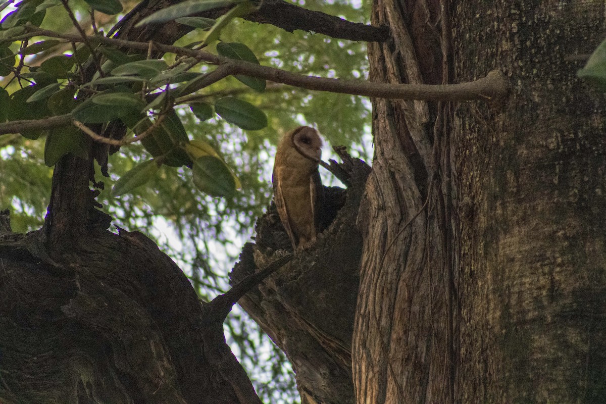 Barn Owl - ML609916199