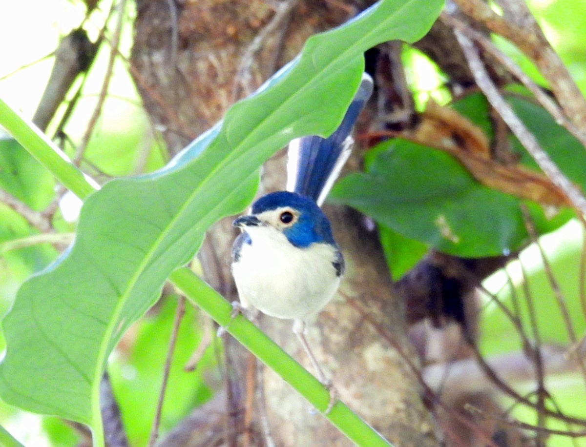 Lovely Fairywren - ML609916223