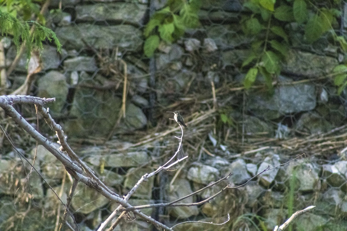 Green-fronted Hummingbird - ML609916247