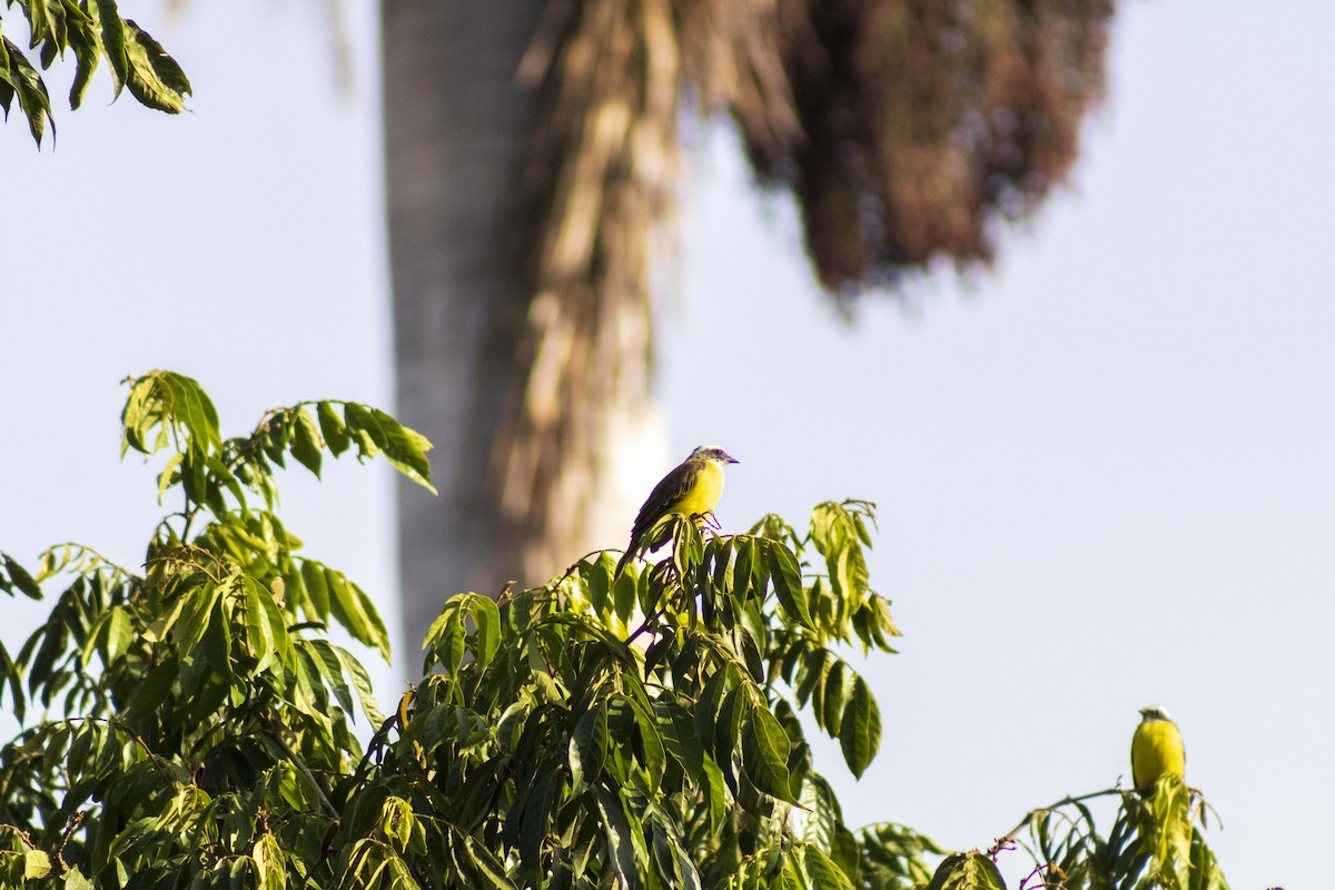 Social Flycatcher - Gustavo Jiménez