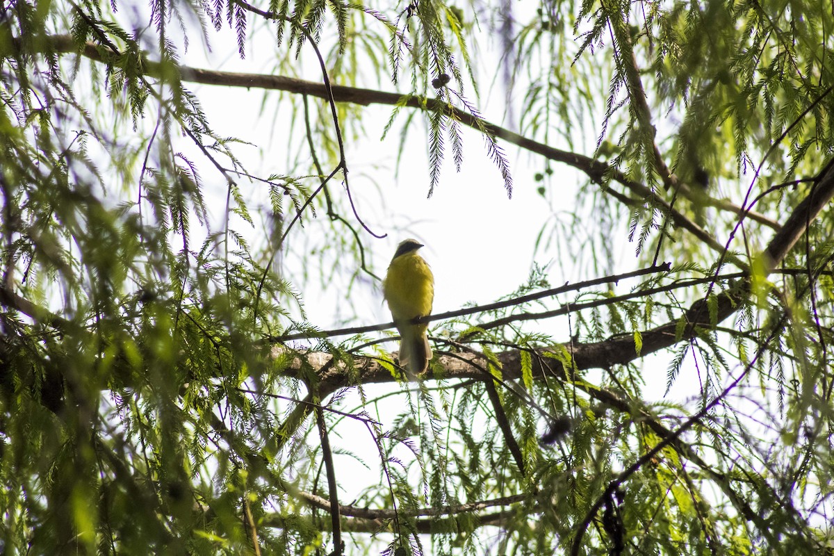 Social Flycatcher - Gustavo Jiménez