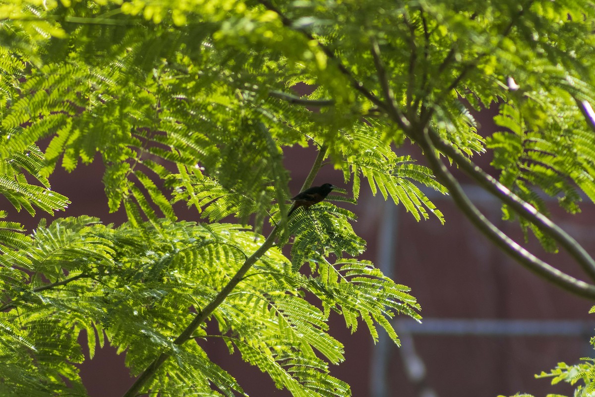 Orchard Oriole - Gustavo Jiménez