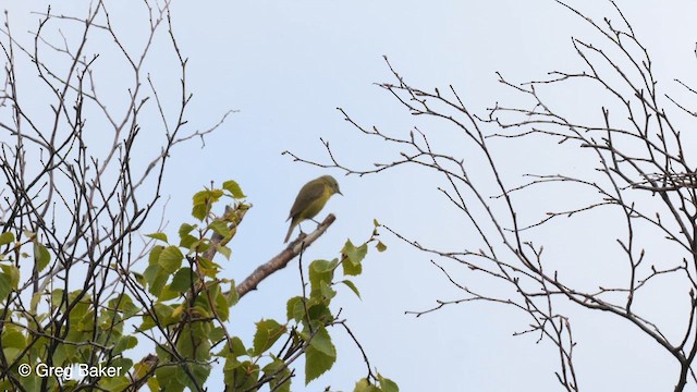 Orange-crowned Warbler (celata) - ML609916404