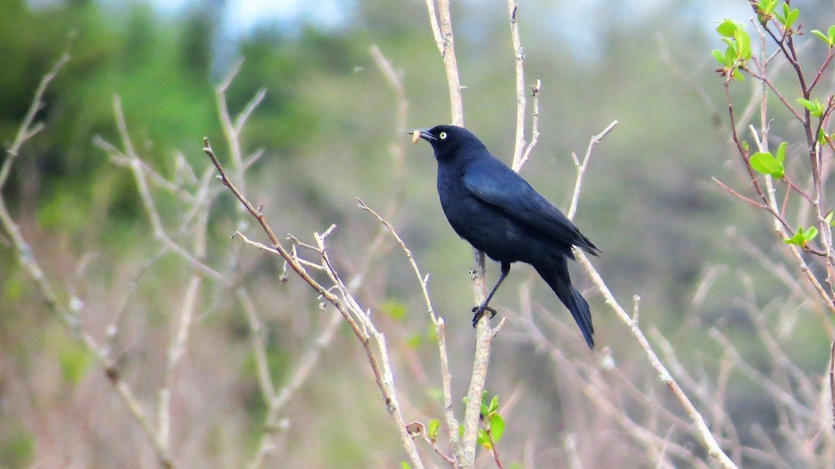 Rusty Blackbird - Barry Day