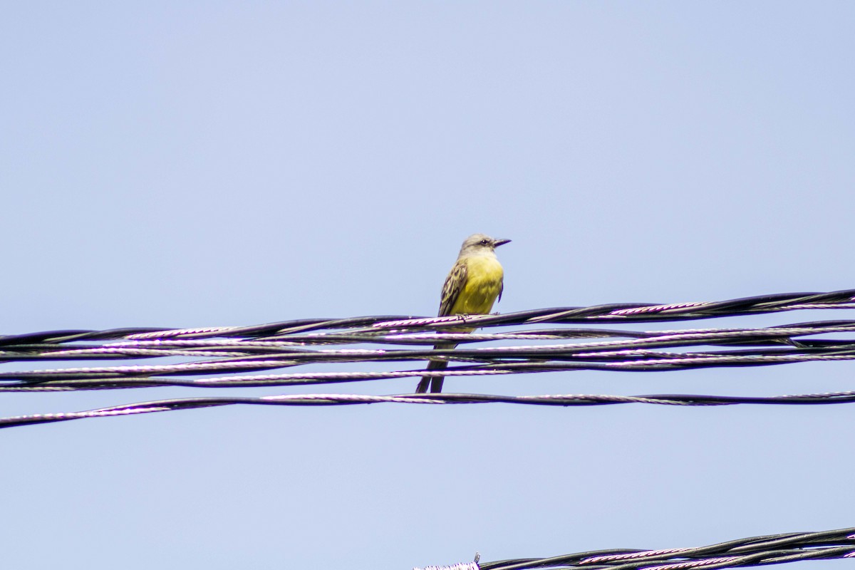 Tropical Kingbird - Gustavo Jiménez