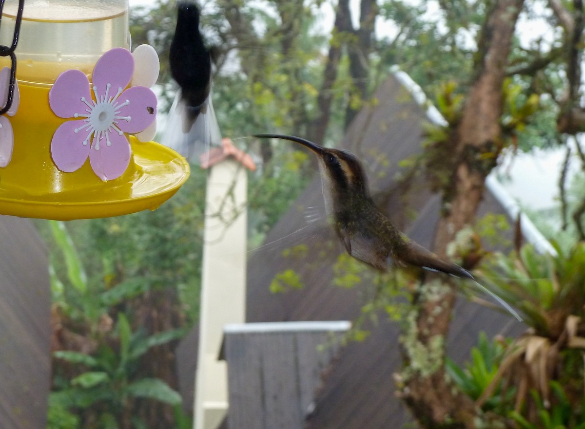 Чешуегорлый колибри-отшельник - ML609916575