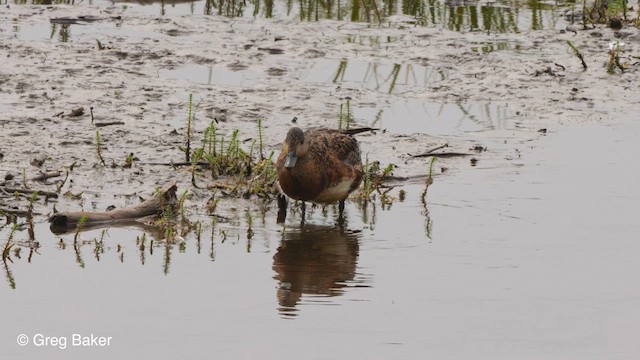 American Wigeon - ML609916693