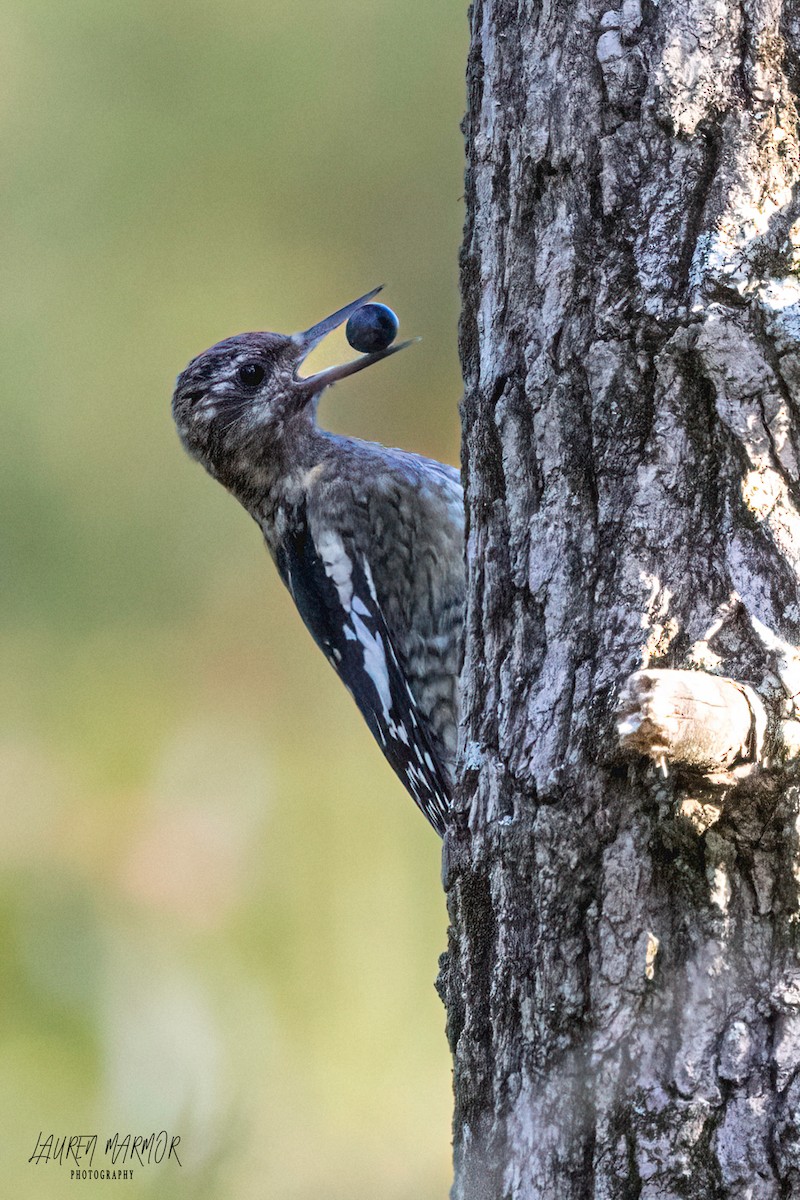 Yellow-bellied Sapsucker - ML609916728
