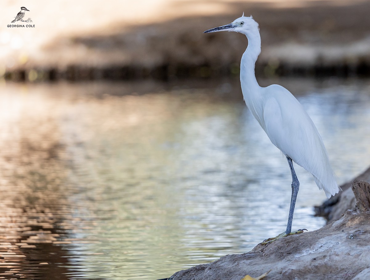 Little Egret - ML609916757