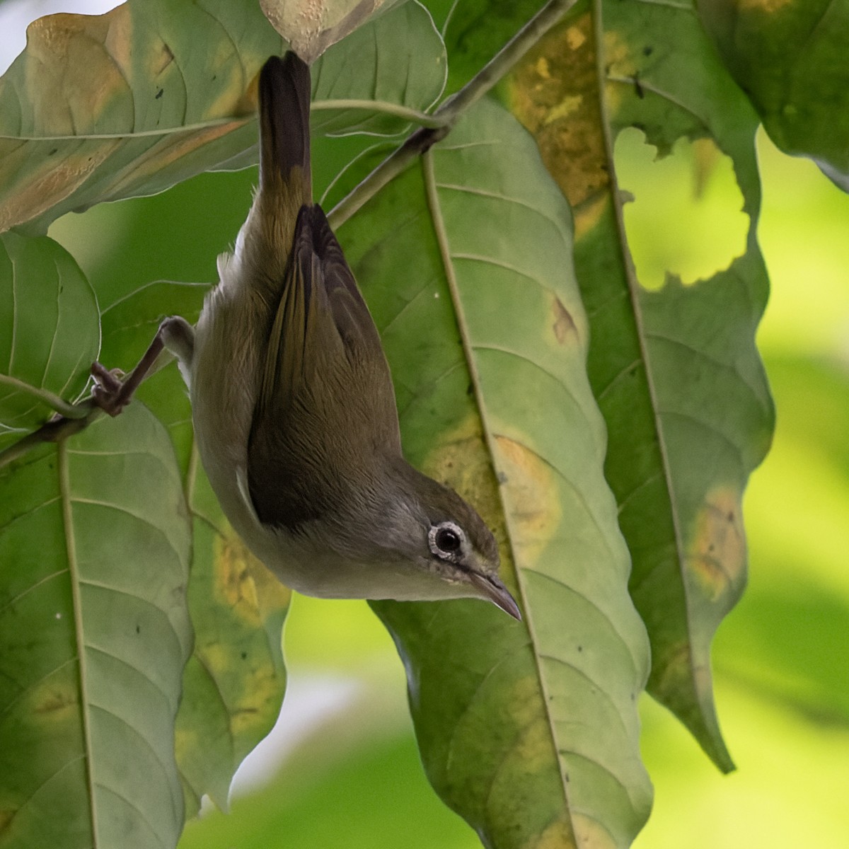 Principe White-eye - Lars Petersson | My World of Bird Photography