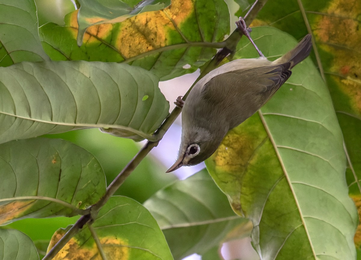 Fahlbrillenvogel - ML609916803