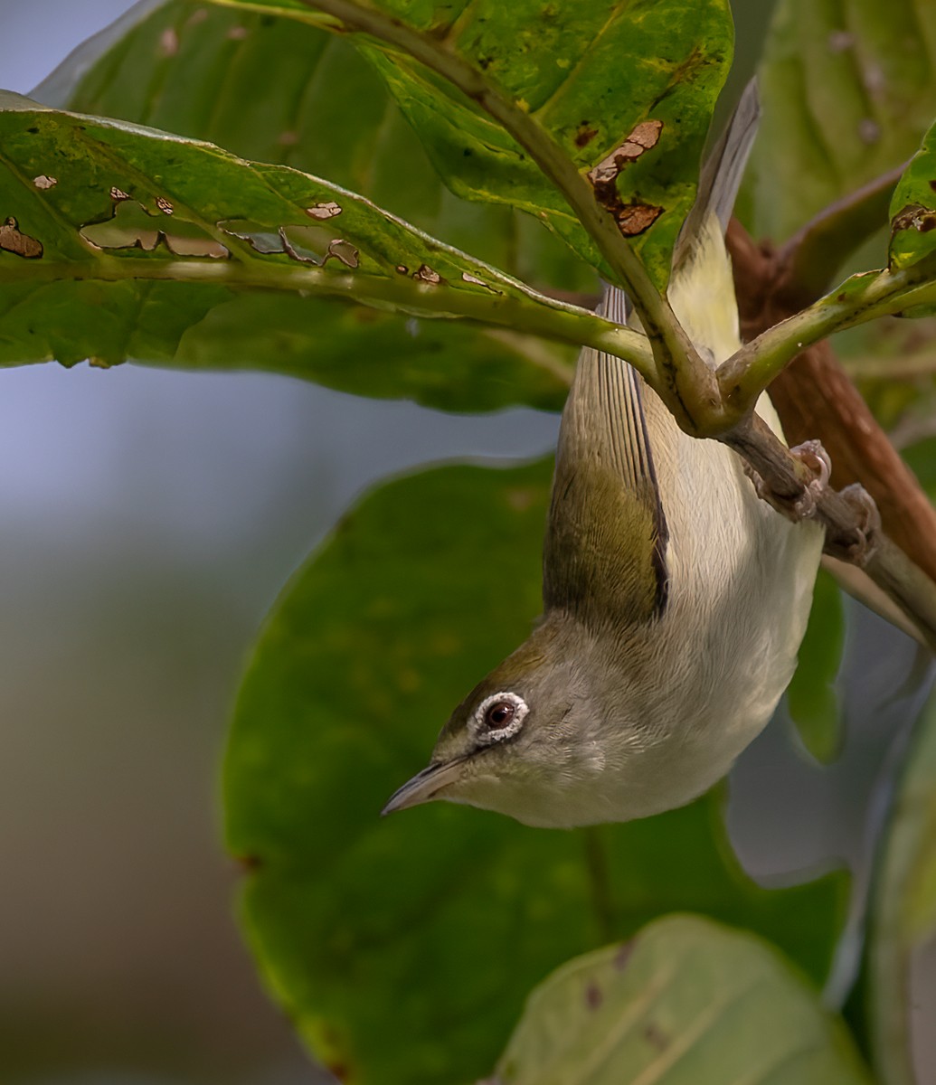 Principe White-eye - Lars Petersson | My World of Bird Photography