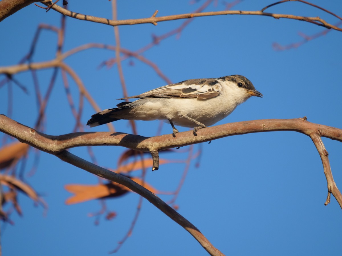 White-winged Triller - ML609916862