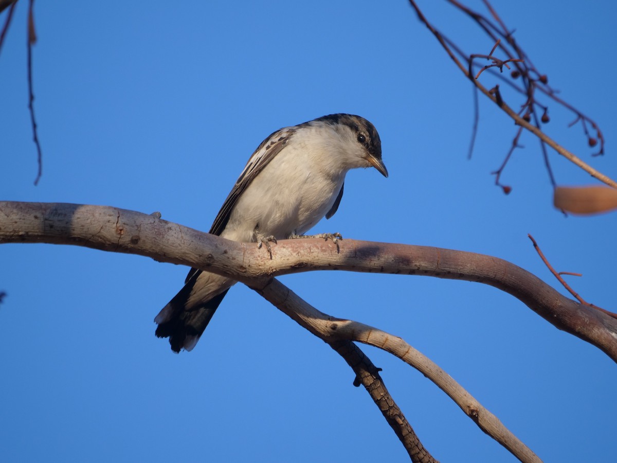 White-winged Triller - ML609916864