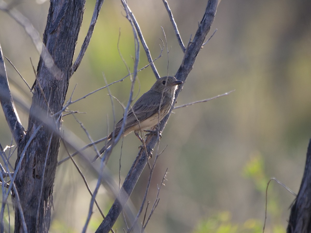 Rufous Whistler - ML609916866