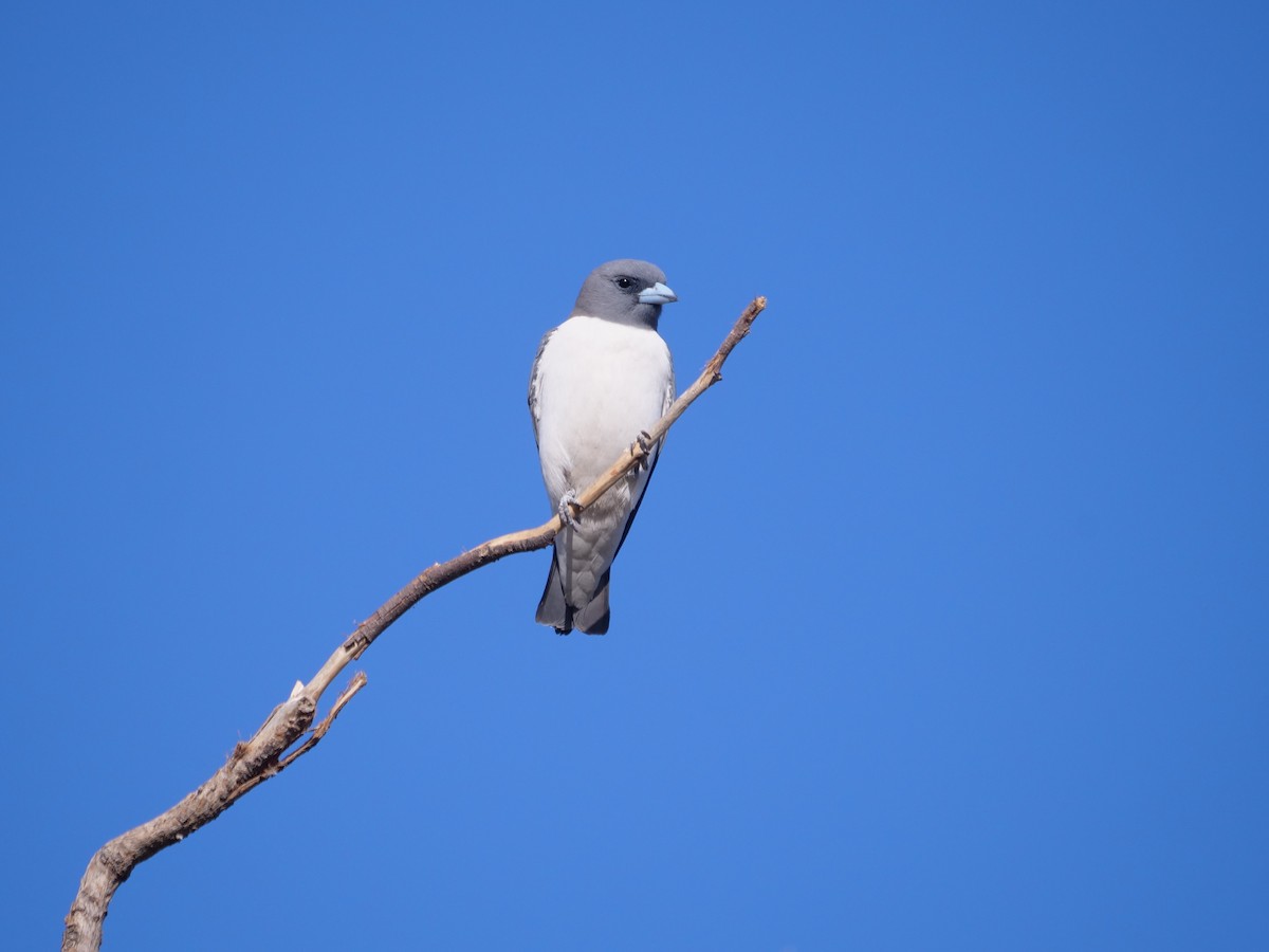 White-breasted Woodswallow - ML609916870