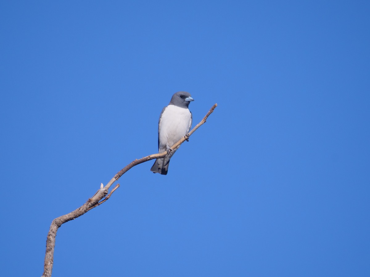 White-breasted Woodswallow - ML609916871