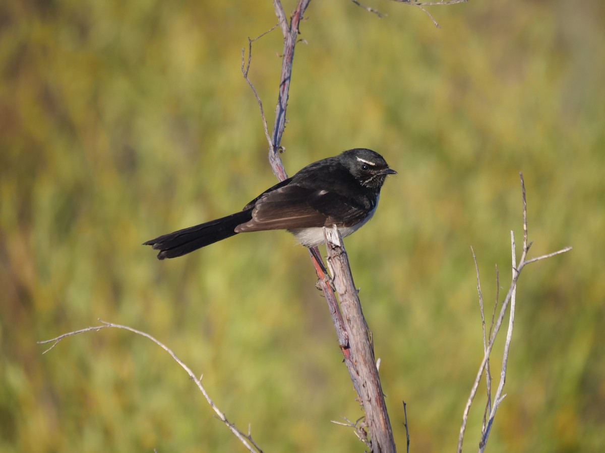 Willie-wagtail - ML609916876