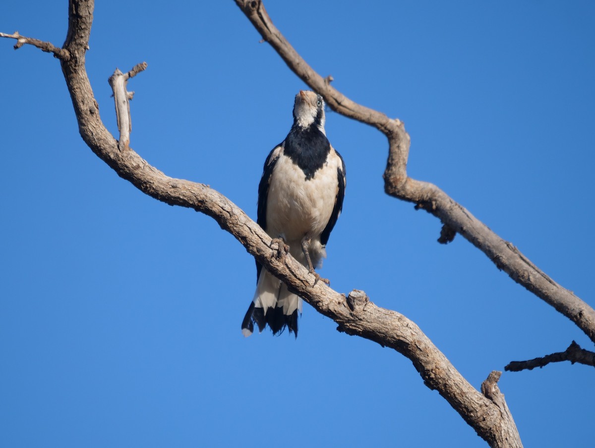 Magpie-lark - ML609916878