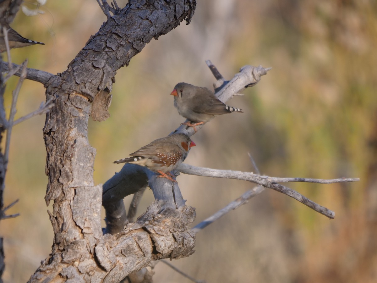 Zebra Finch - ML609916888