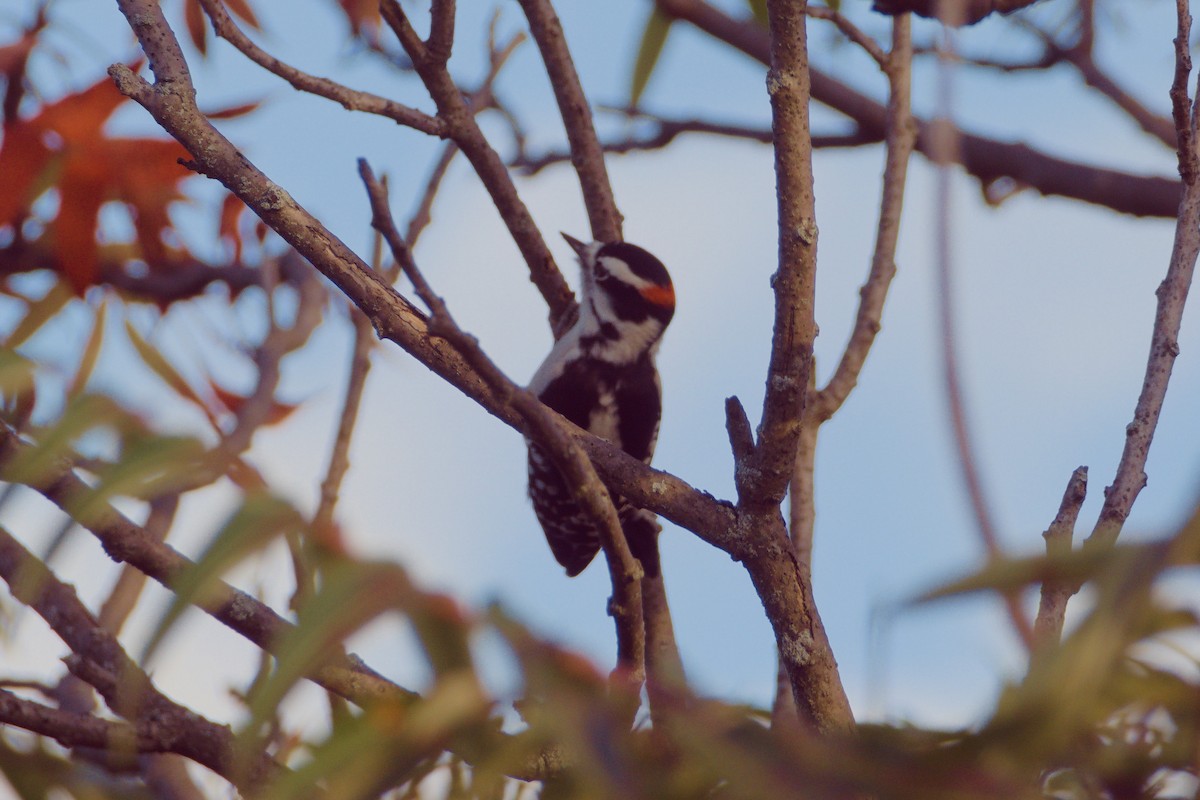 Downy Woodpecker - ML609916912