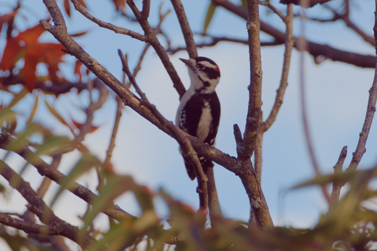 Downy Woodpecker - Scott Harris