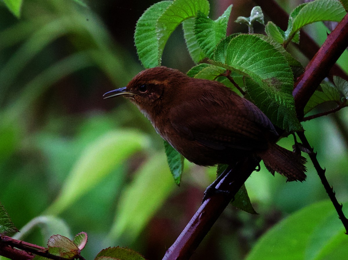 Tepui Wren - ML609916944