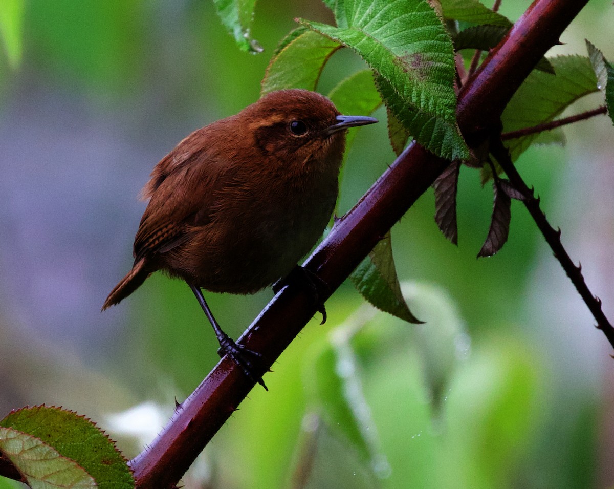 Tepui Wren - ML609916945