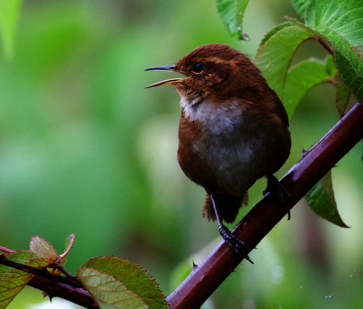 Tepui Wren - ML609916946