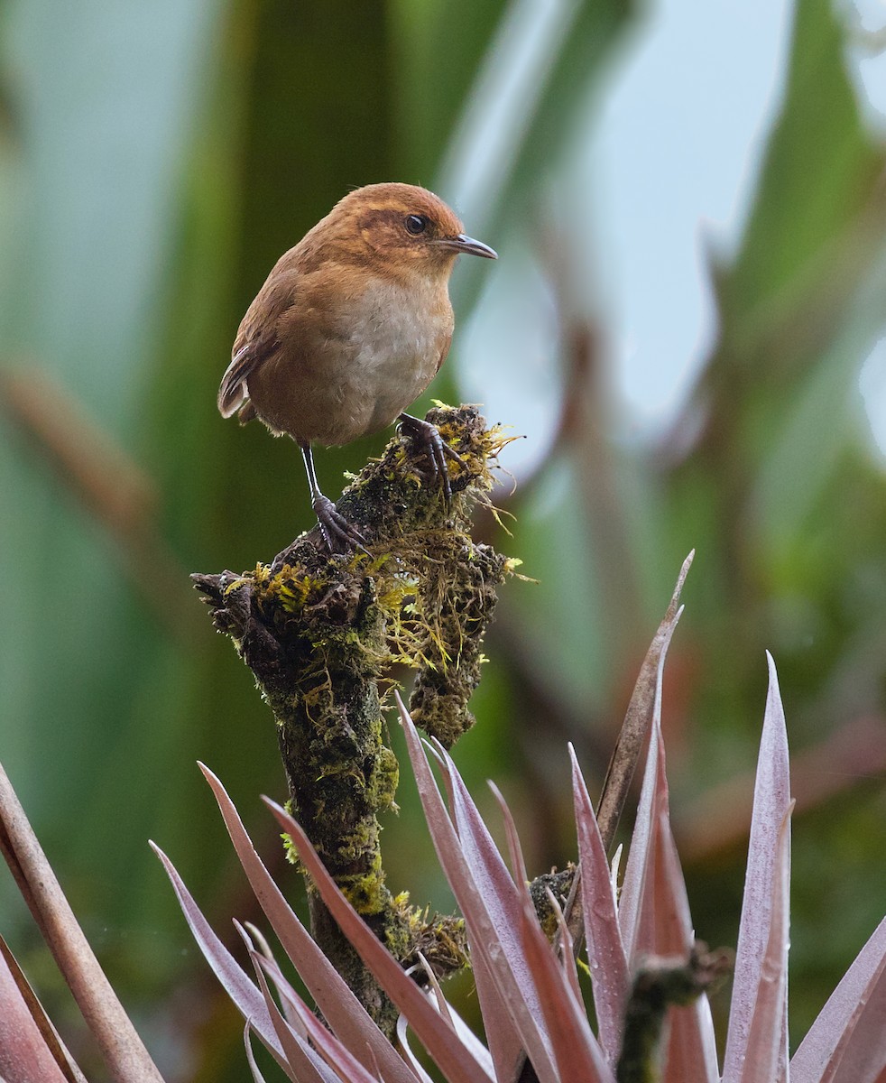 Tepui Wren - David Ascanio