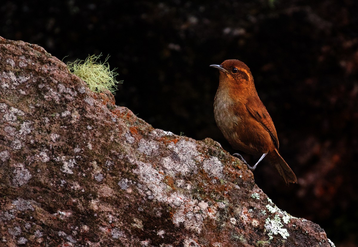 Tepui Wren - ML609916948