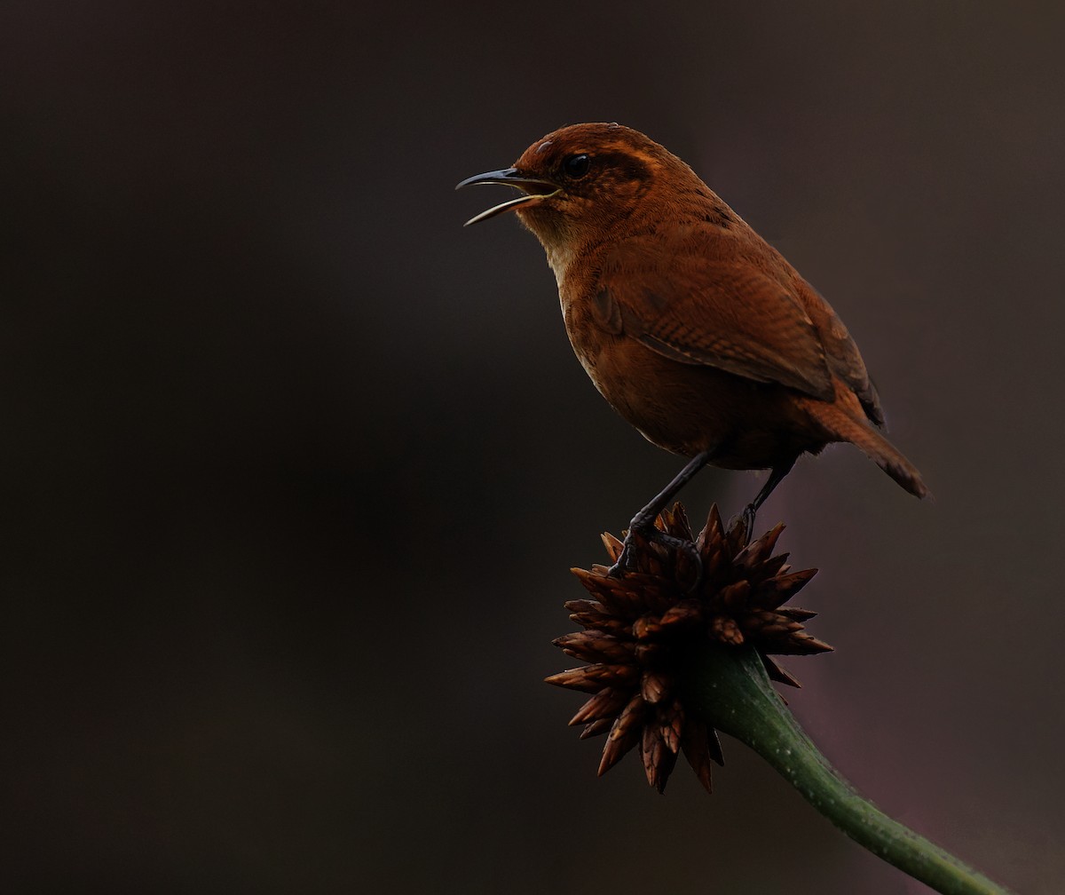 Tepui Wren - ML609916949