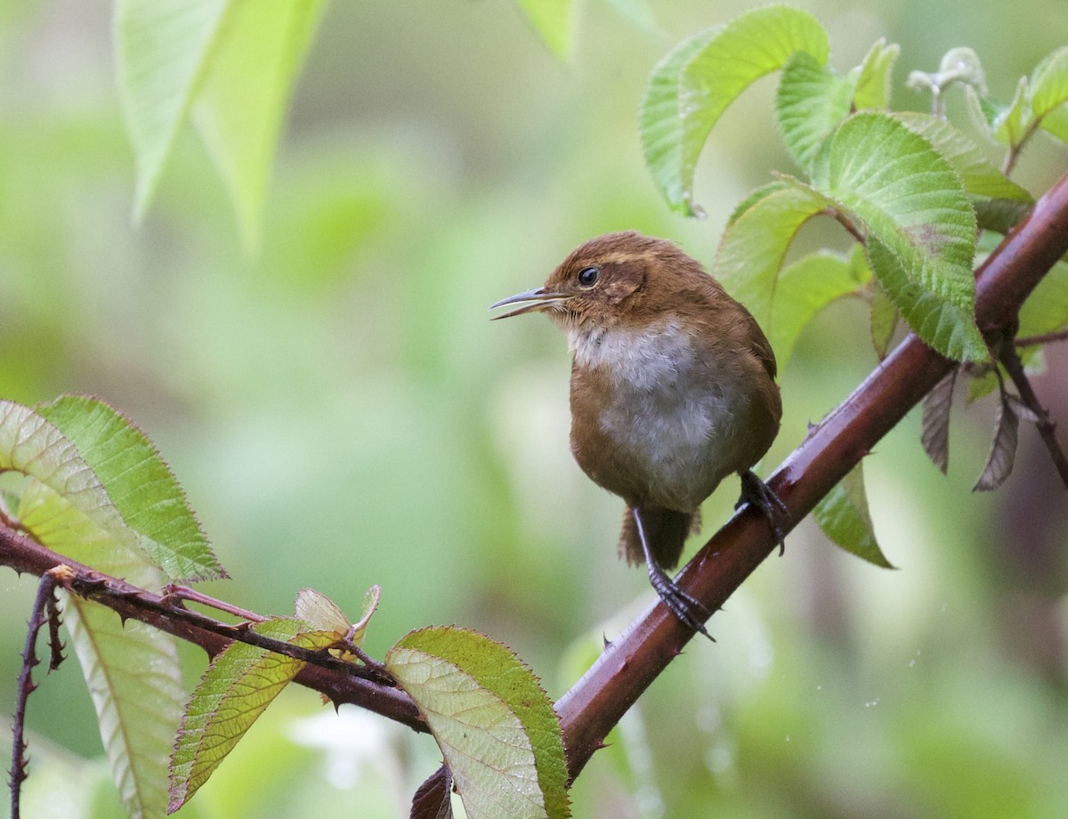 Tepui Wren - ML609916950