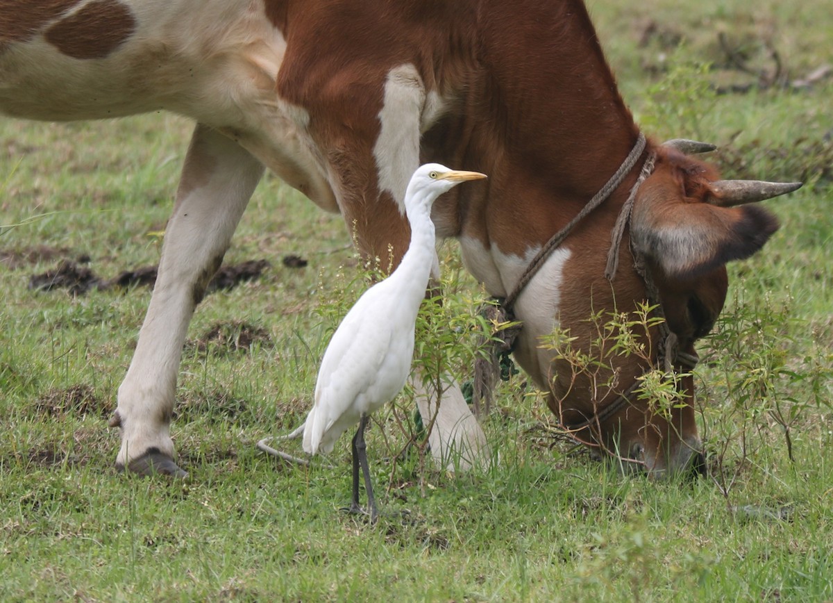 Eastern Cattle Egret - Elavarasan M