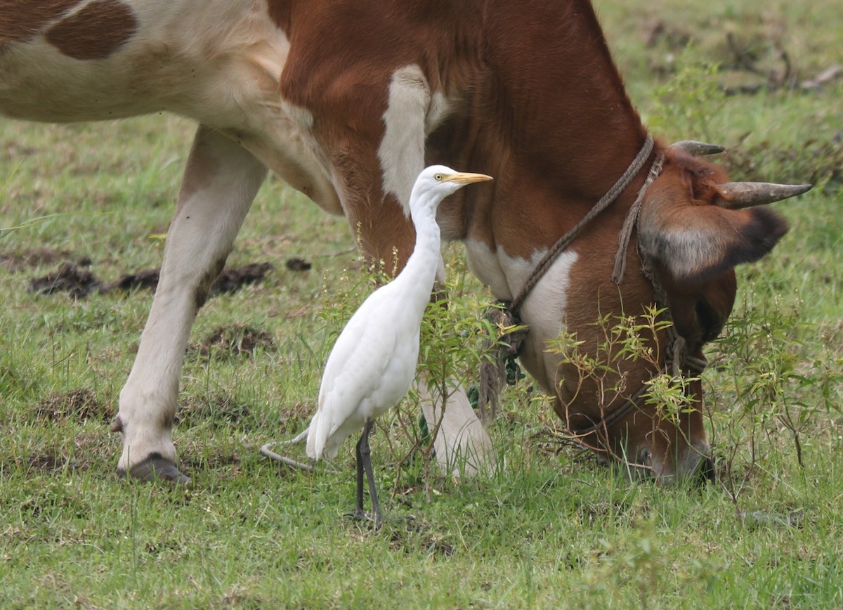 Eastern Cattle Egret - ML609916951