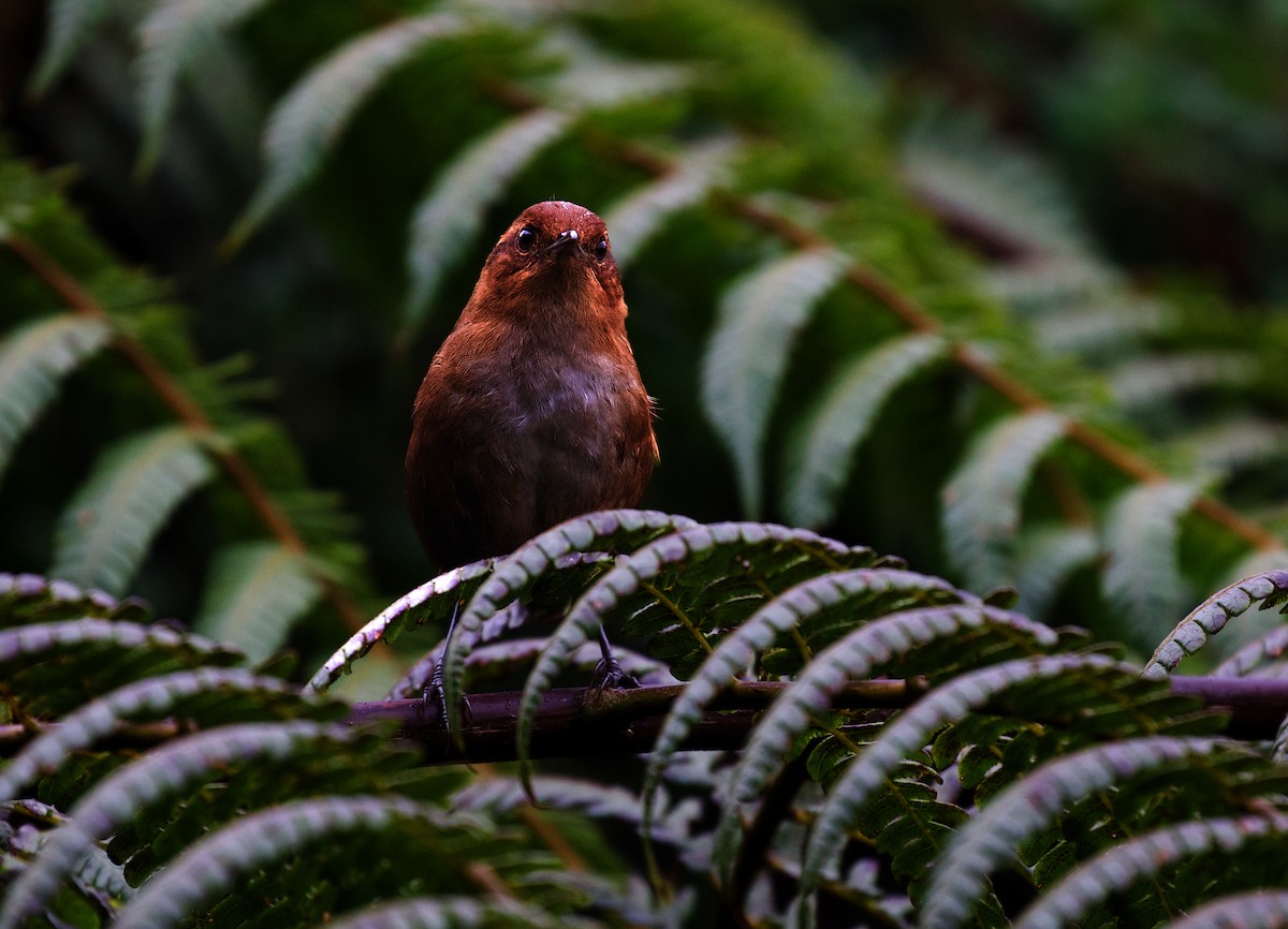 Tepui Wren - ML609916952