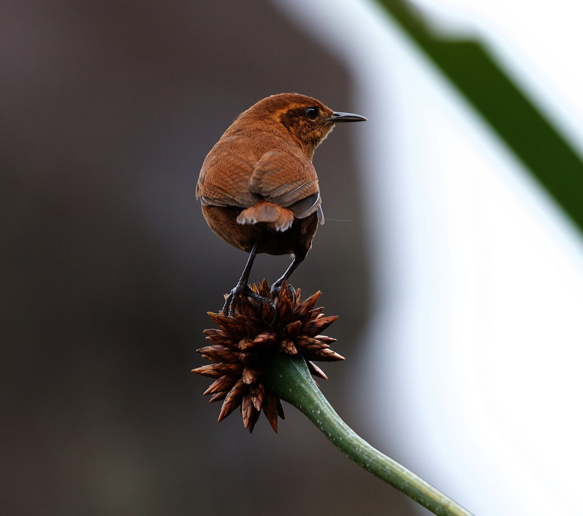 Tepui Wren - ML609916953