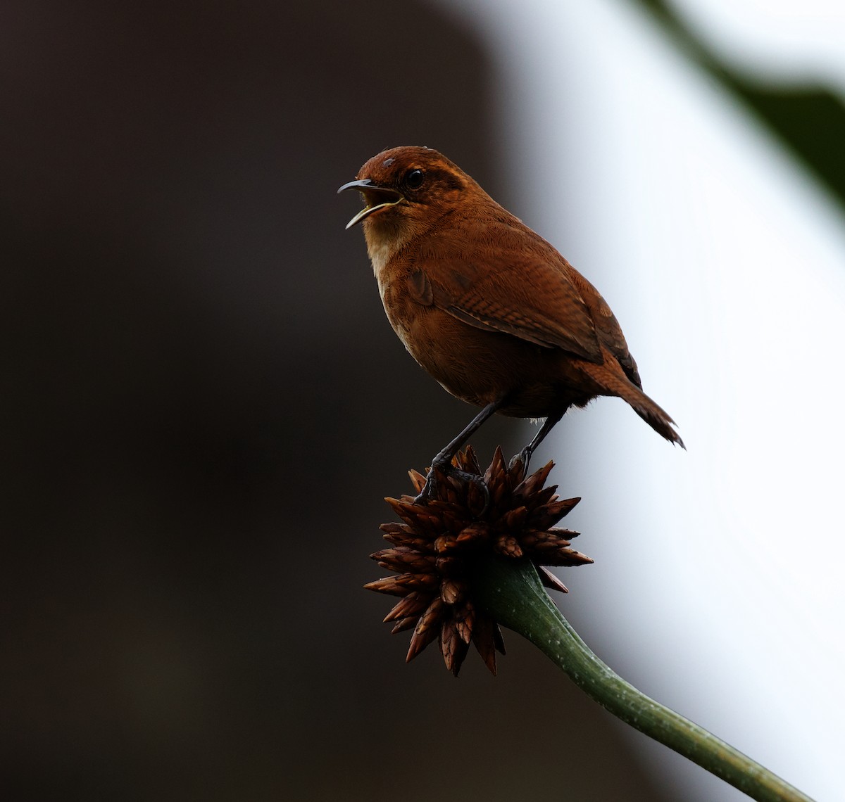 Tepui Wren - ML609916954