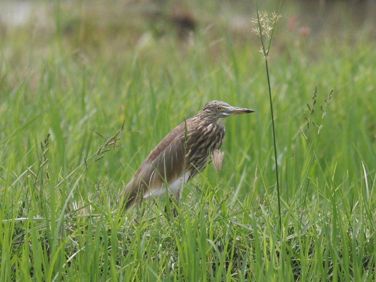 Indian Pond-Heron - ML609916960