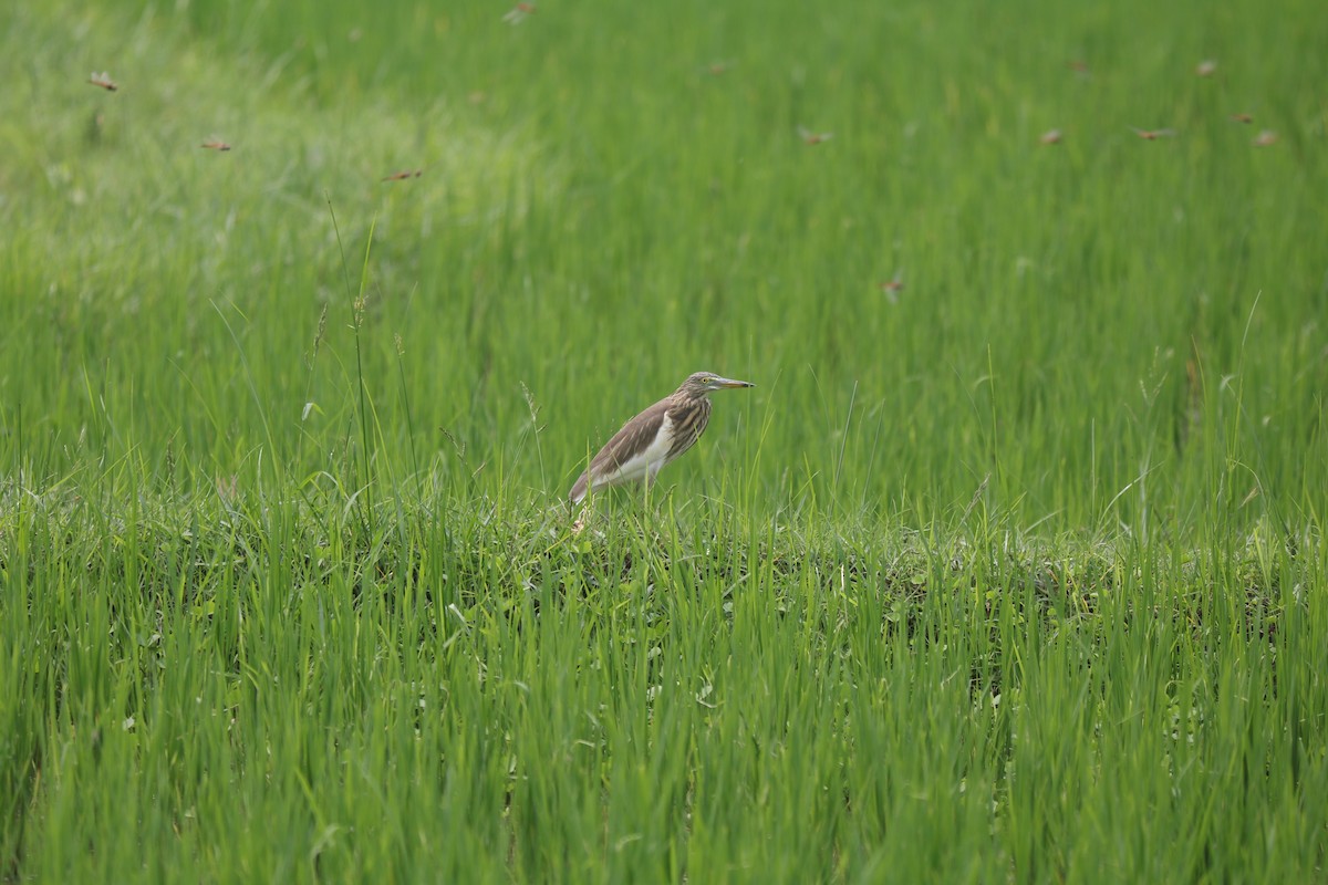 Indian Pond-Heron - Elavarasan M