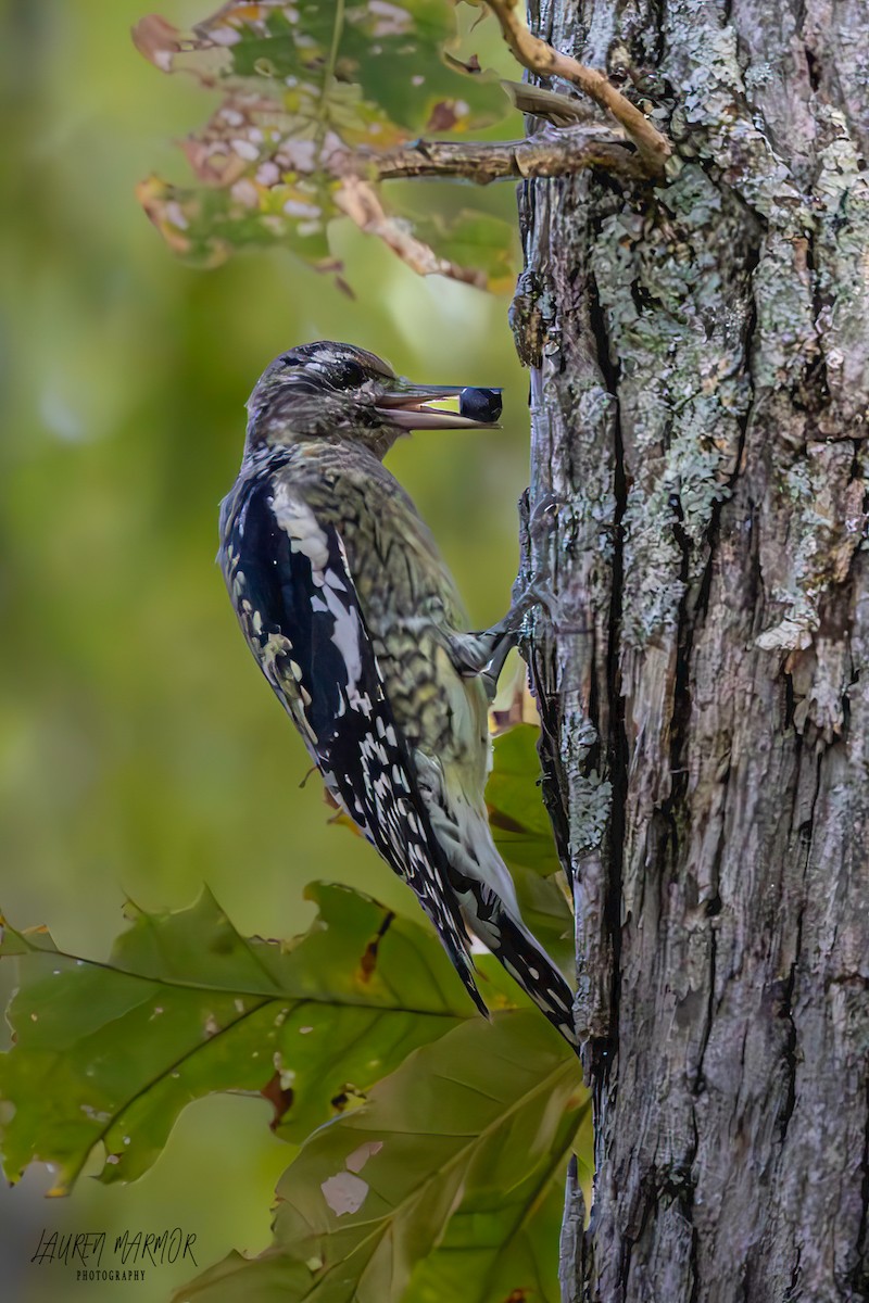 Yellow-bellied Sapsucker - ML609916967