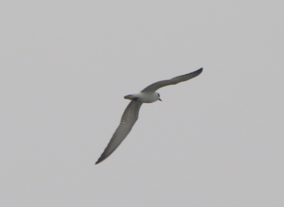 Whiskered Tern - ML609916969