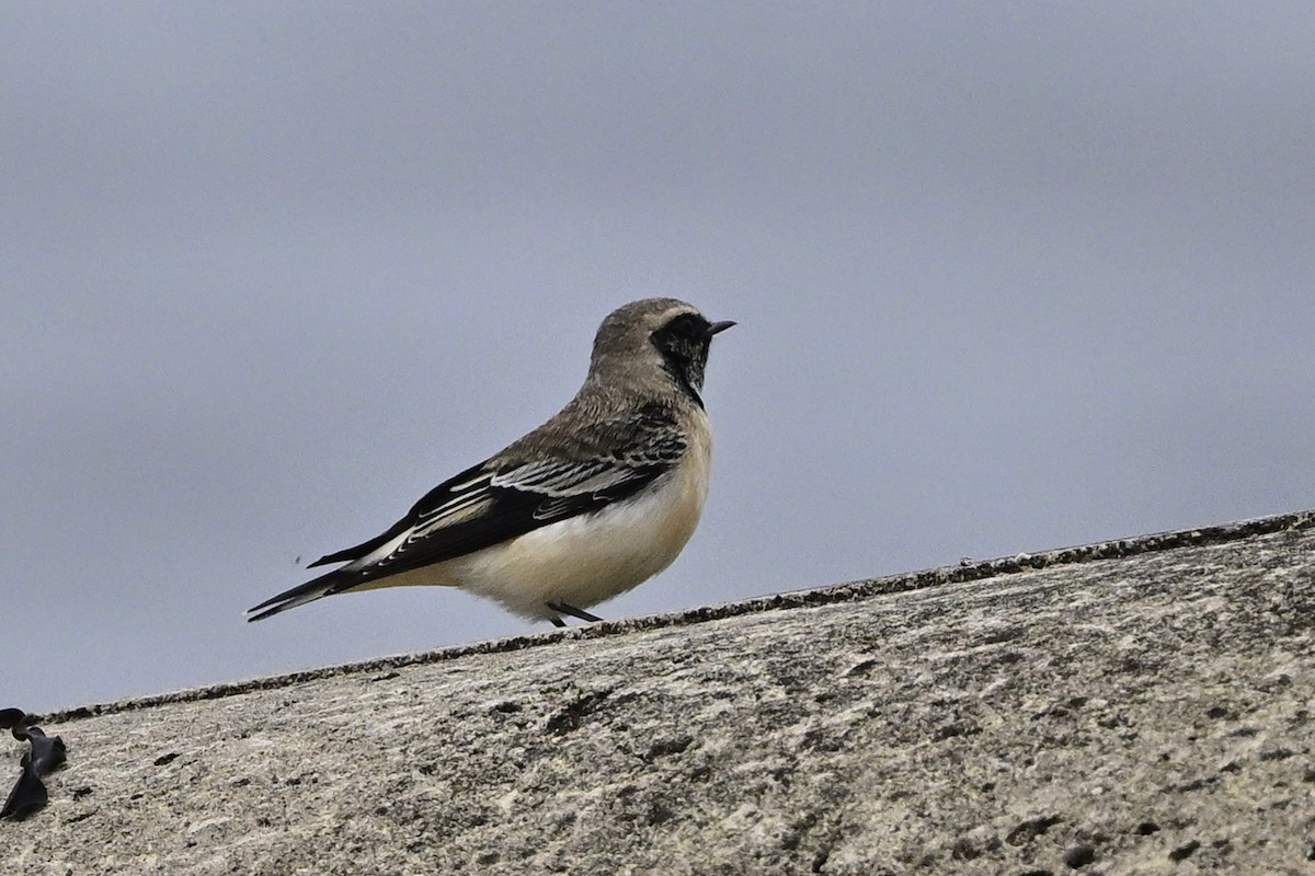 Pied Wheatear - ML609916991