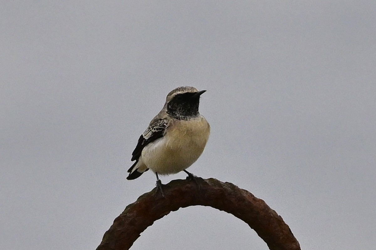 Pied Wheatear - ML609916994