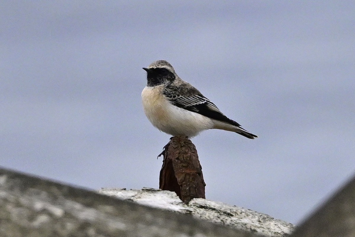 Pied Wheatear - ML609916995