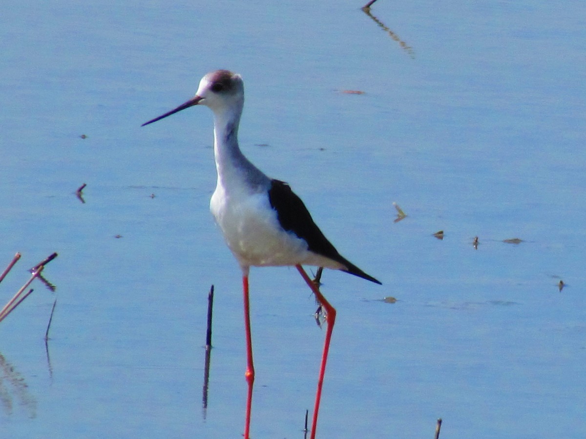 Black-winged Stilt - ML609917013