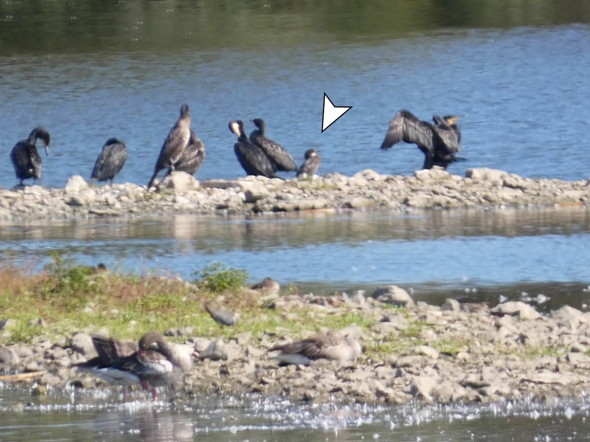 Pygmy Cormorant - ML609917023