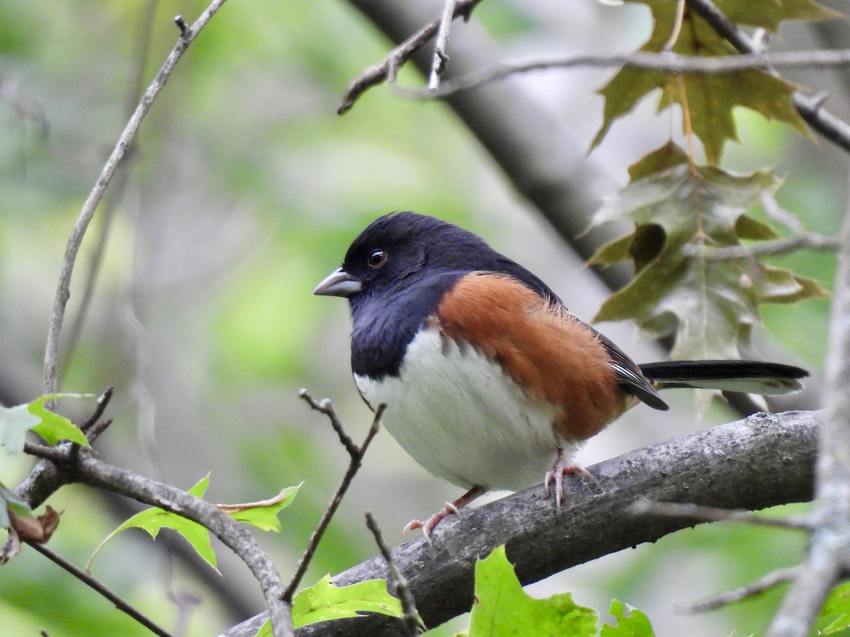 Eastern Towhee - ML609917030