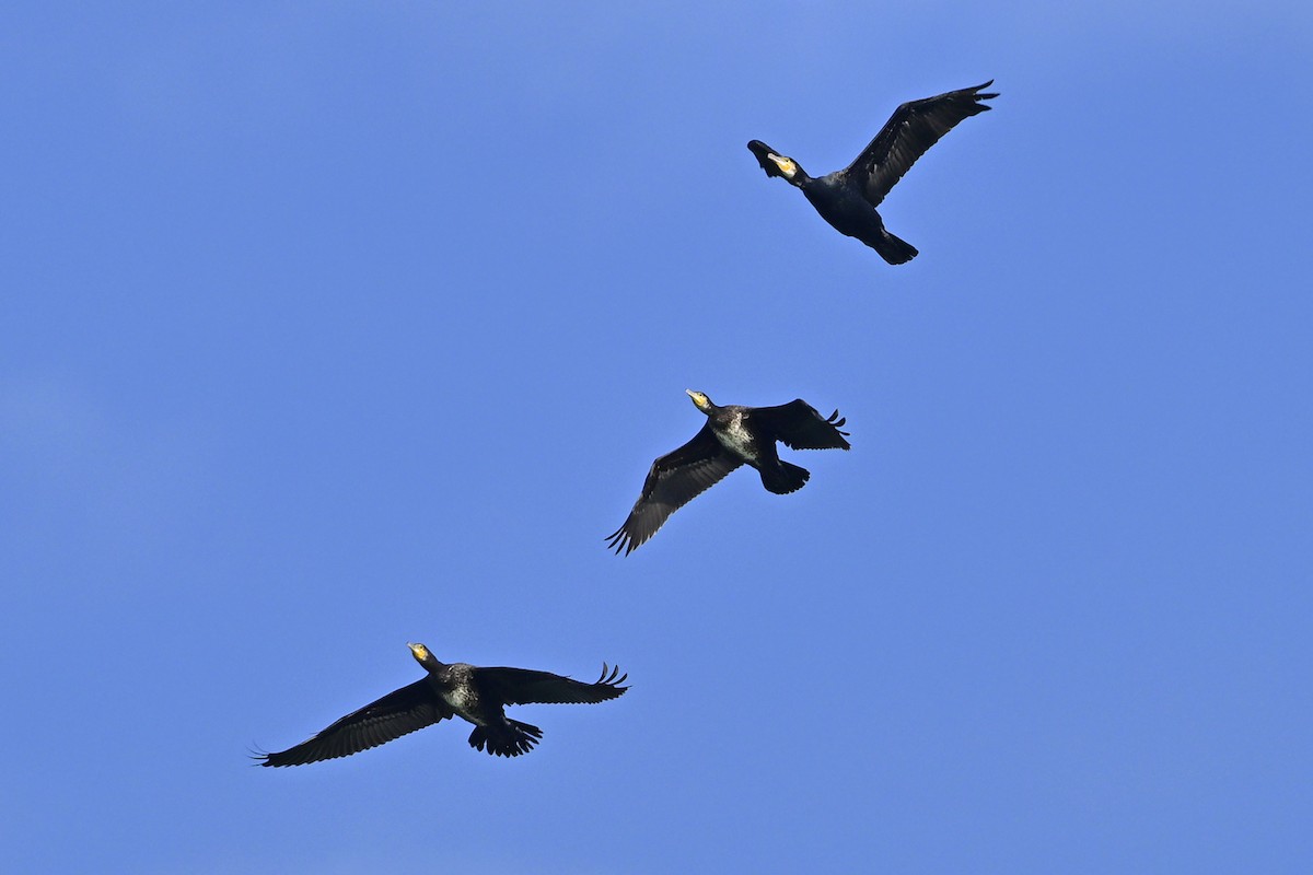 Great Cormorant - ML609917107